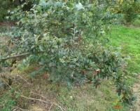 Skalník puchýřnatý (Cotoneaster bullatus)