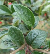 Skalník puchýřnatý - větévka s listy (Cotoneaster bullatus)