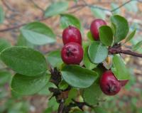 Skalník rozkladitý - větévky s plody (Cotoneaster divaricatus)