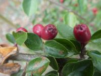 Skalník rozkladitý - větévky s plody (Cotoneaster divaricatus)