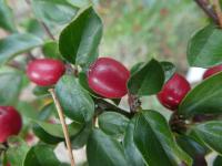 Skalník rozkladitý - větévky s plody (Cotoneaster divaricatus)