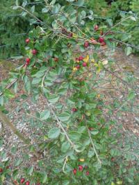Skalník rozkladitý (Cotoneaster divaricatus)