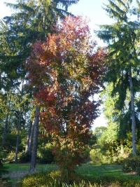 Zelkova pilovitá 'Fastigiata' - habitus (Zelkova serrata)