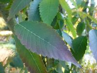 Zelkova pilovitá 'Fastigiata' - list (Zelkova serrata)