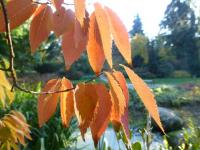 Zelkova pilovitá 'Fastigiata' - větévky s podzimním listem (Zelkova serrata)