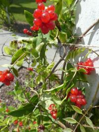 Zimolez ovíjivý 'Scentsation' - větévky s plody (Lonicera periclymenum)