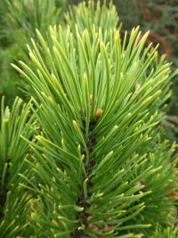 Borovice kleč 'Wintersonne' - jehlice (Pinus mugo)