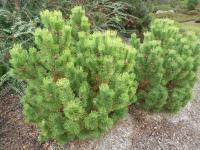 Borovice kleč 'Wintersonne' (Pinus mugo)