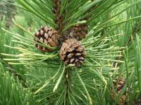 Borovice kleč 'Wintersonne' - větévky se šiškou (Pinus mugo)