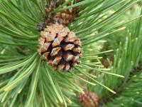 Borovice kleč 'Wintersonne' - větévky se šiškou (Pinus mugo)