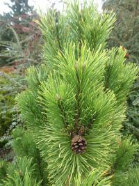 Borovice kleč 'Wintersonne' - jehlice (Pinus mugo)