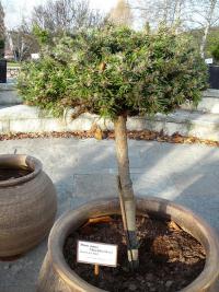 Borovice kleč 'Metelská Hora' (Pinus mugo)