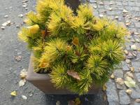 Borovice kleč 'Piatra Craiului' (Pinus mugo)