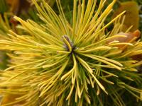 Borovice kleč 'Piatra Craiului' - jehlice (Pinus mugo)