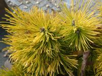 Borovice kleč 'Piatra Craiului' (Pinus mugo)
