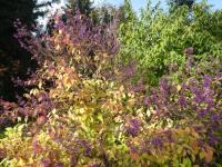 Krásnoplodka Bodinierova (Callicarpa bodinieri var giraldii)