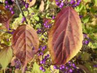 Krásnoplodka Bodinierova - podzimní listy (Callicarpa bodinieri var giraldii)