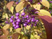 Krásnoplodka Bodinierova - větévka s plody (Callicarpa bodinieri var giraldii)