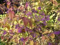 Krásnoplodka Bodinierova (Callicarpa bodinieri var giraldii)