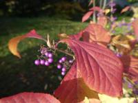 Krásnoplodka Bodinierova - podzimní listy (Callicarpa bodinieri var giraldii)