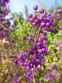 Krásnoplodka Bodinierova - větévka s plody (Callicarpa bodinieri var giraldii)