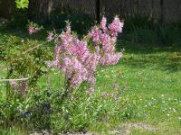 Mandloň nízká (Prunus tenella)