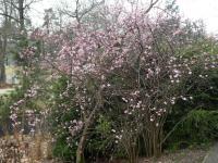 Kalina vonná - habitus v květu (Viburnum farreri)