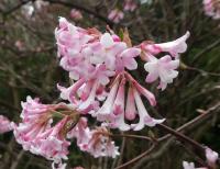 Kalina vonná (Viburnum farreri)