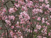 Kalina vonná (Viburnum farreri)