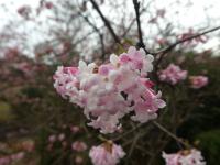 Kalina vonná (Viburnum farreri)