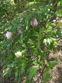 Pivoňka keřovitá 'Yaezakura' (Paeonia suffruticosa)