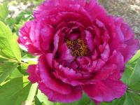Pivoňka keřovitá 'Luoyang Hong' (Paeonia suffruticosa)