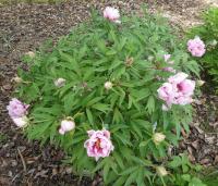 Pivoňka keřovitá 'Xue Ying Tao Hua' (Paeonia suffruticosa)