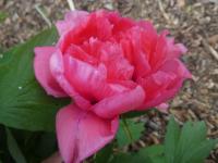 Pivoňka keřovitá 'Shan Hu Tai' (Paeonia suffruticosa)
