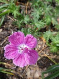 Kakost krvavý 'Elke' (Geranium sanguineum)