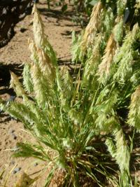 Zlatochvost zlatý (Lamarckia aurea)