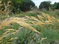 Bezkolenec modrý 'Moorflamme' (Molinia caerulea)