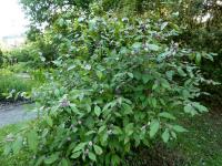 Krásnoplodka Bodinierova