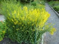 Kručinka barvířská (Genista tinctoria)