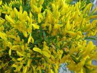 Kručinka barvířská (Genista tinctoria)