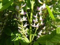 Lékořice lysá (Glycyrrhiza glabra)