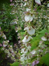Šalvěj muškátová (Salvia sclarea)