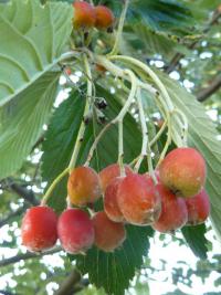 Jeřáb muk (Sorbus aria)