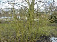 Svída výběžkatá (Cornus sericea)