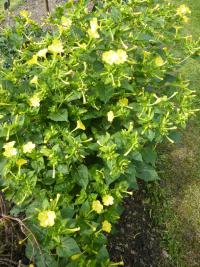 Nocenka zahradní (Mirabilis jalapa)