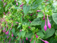 Nocenka zahradní (Mirabilis jalapa)