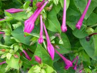 Nocenka zahradní (Mirabilis jalapa)