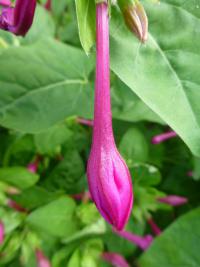 Nocenka zahradní (Mirabilis jalapa)
