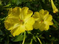 Nocenka zahradní (Mirabilis jalapa)