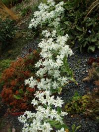 Pryšec vroubený (Euphorbia marginata)